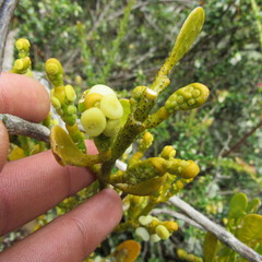 Dendrophthora clavata