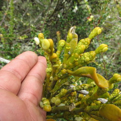 Dendrophthora clavata