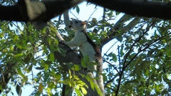 Sciurus variegatoides dorsalis