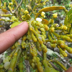 Dendrophthora clavata