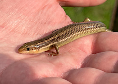 Plestiodon gilberti placerensis