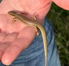 Plestiodon gilberti placerensis