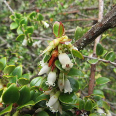 Disterigma alaternoides