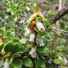 Disterigma alaternoides