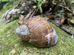 Hedleyella maconelli