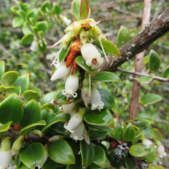 Disterigma alaternoides