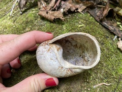 Hedleyella maconelli