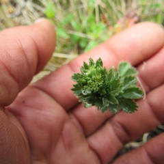 Alchemilla fulvescens