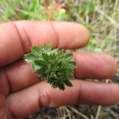 Alchemilla fulvescens