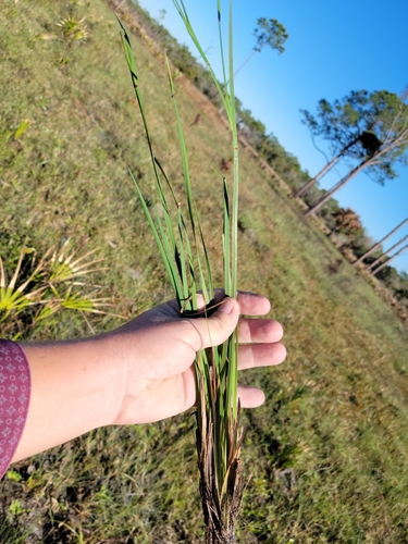 Image of Sisyrinchium nashii by (c) Jay Horn, some rights reserved (CC BY)