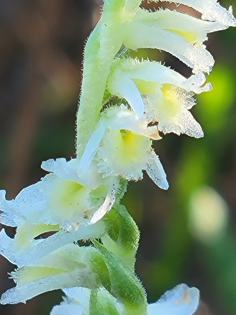 Spiranthes brevilabris