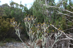 Senecio gunnii