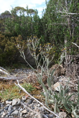 Senecio gunnii