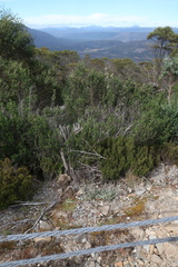 Senecio gunnii
