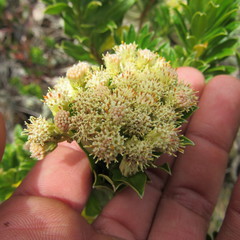 Monticalia pulchella