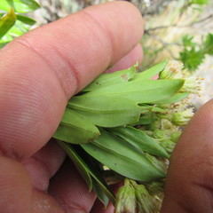 Monticalia pulchella