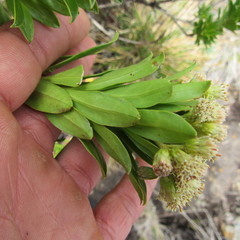 Monticalia pulchella