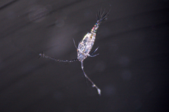 Acartia longiremis