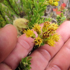 Monticalia ledifolia