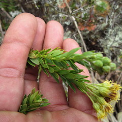 Monticalia ledifolia