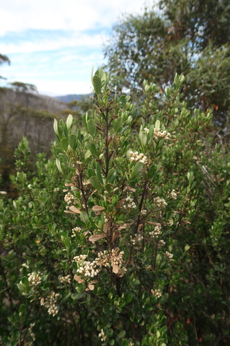 Image of Ozothamnus Antennaria (Ozothamnus antennaria) by no rights reserved
