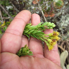 Monticalia ledifolia