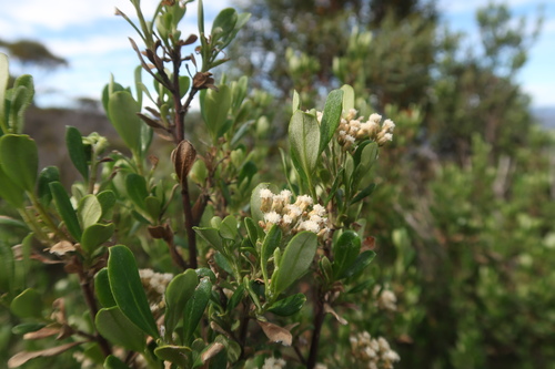 Image of Ozothamnus Antennaria (Ozothamnus antennaria) by no rights reserved