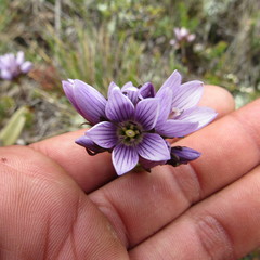 Gentianella corymbosa