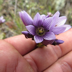 Gentianella corymbosa