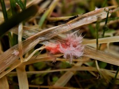 Laetisaria roseipellis