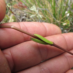 Gentianella corymbosa