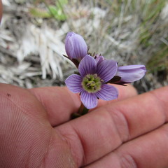 Gentianella corymbosa