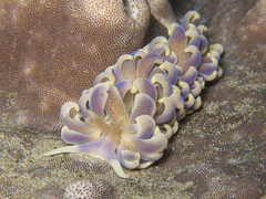 Phyllodesmium magnum