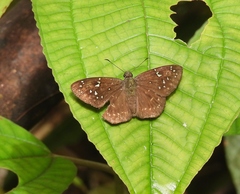 Celaenorrhinus astrigera