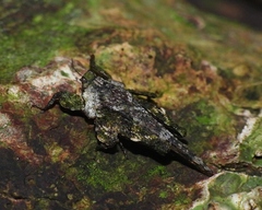 Amorphopus notabilis