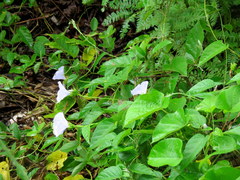 Jacquemontia blanchetii
