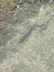 Anguilla dieffenbachii