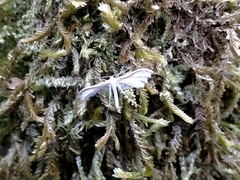 Pterophorus monospilalis