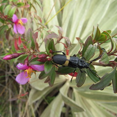 Ozodera callidioides