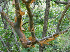 Bursera vazquezyanesii