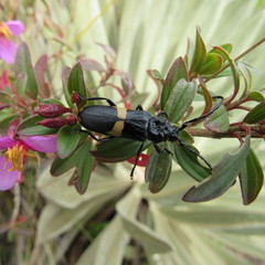 Ozodera callidioides