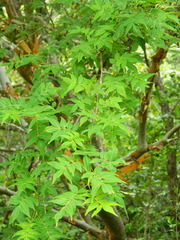 Bursera vazquezyanesii