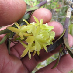 Epidendrum zipaquiranum
