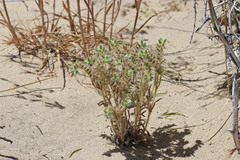 Cryptantha kelseyana