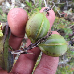 Epidendrum zipaquiranum