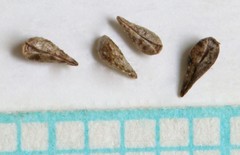 Cryptantha kelseyana