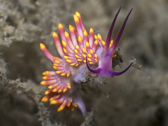 Porites-Eating Nudibranch