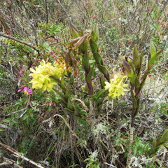 Epidendrum zipaquiranum