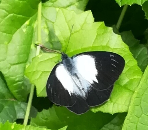 Belenois margaritacea