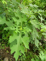 Verbesina tecolotlana